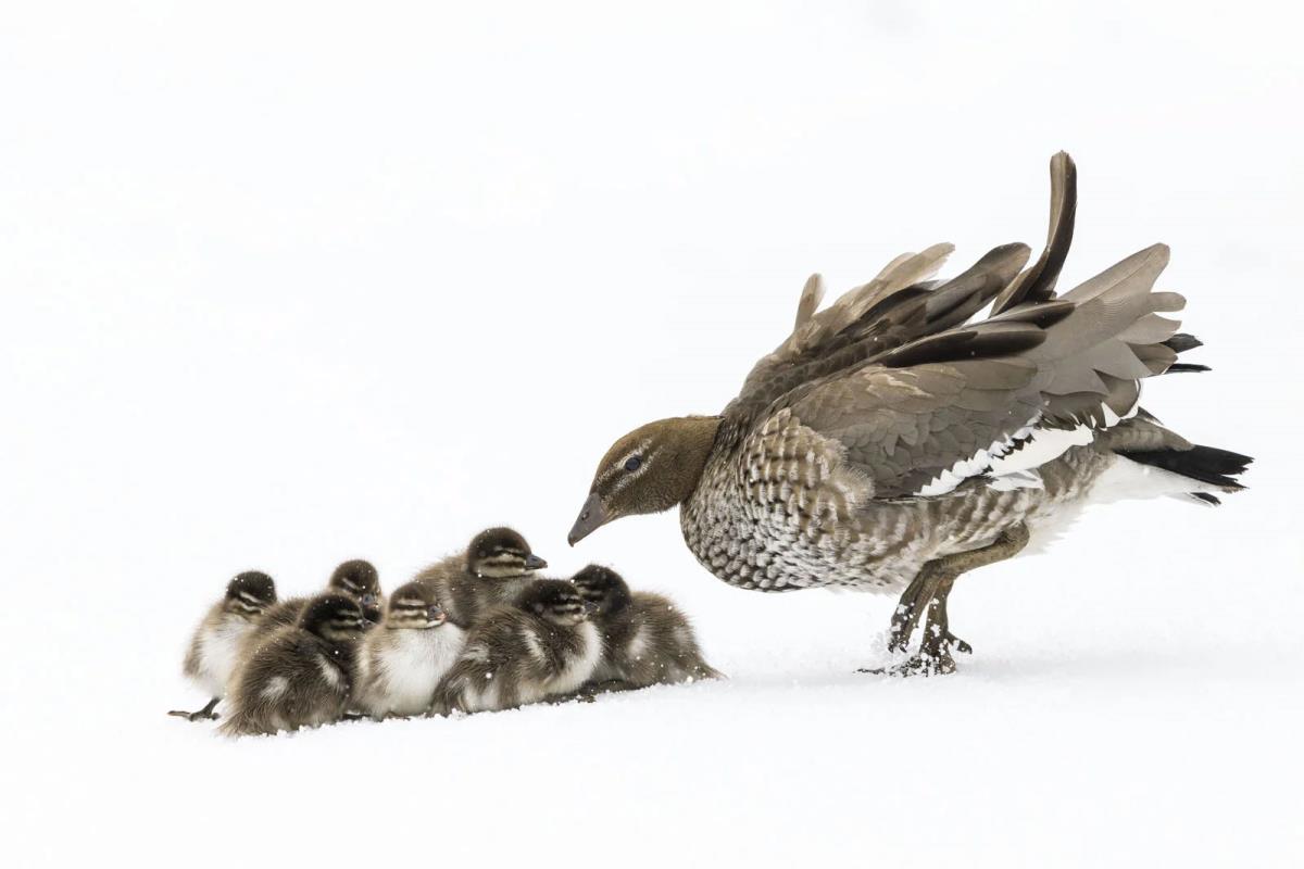 Wildlife Photographer of the Year 2023